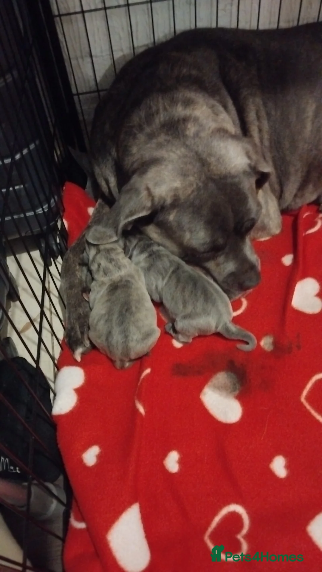 Cane Corso dogs for sale: Cane corso puppys 4 boys 4 girls abkc - Advert 5