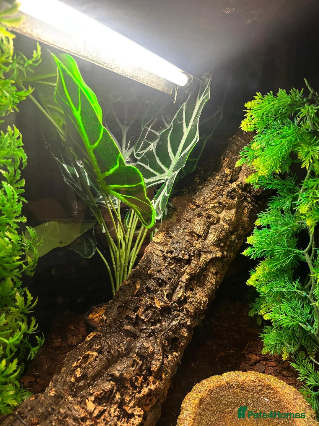 Frog reptiles for sale: White's tree frog in Worthing - Advert 2