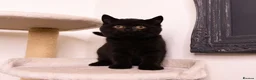 British Shorthair cats for sale: STUNNING BSH KITTENS - Advert 12