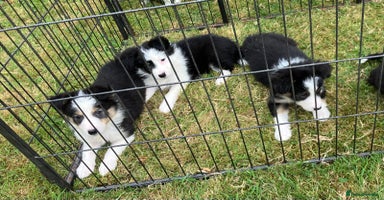 Border Collie dogs - Advert 12
