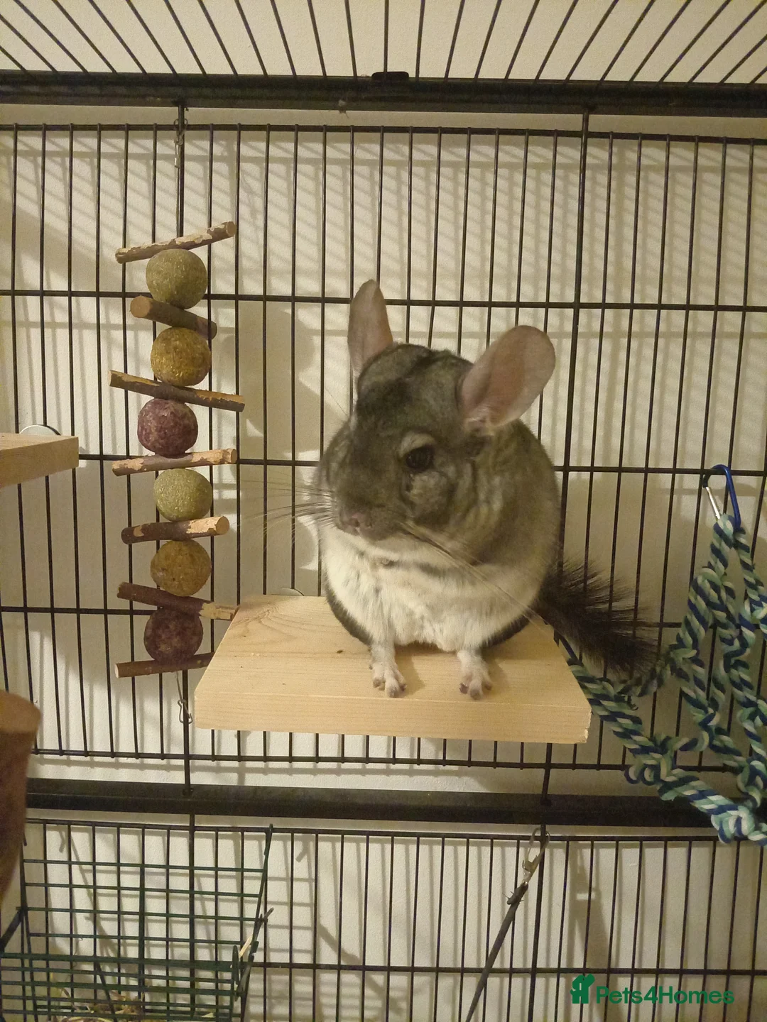 Chinchilla rodents for sale: Grey and white chinchilla  in Redruth - Advert 1