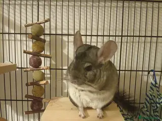Chinchilla rodents Grey and white chinchilla - Advert 4