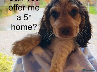 Cocker Spaniel dogs Fully health tested KC Cocker Spaniel puppies - Advert 5