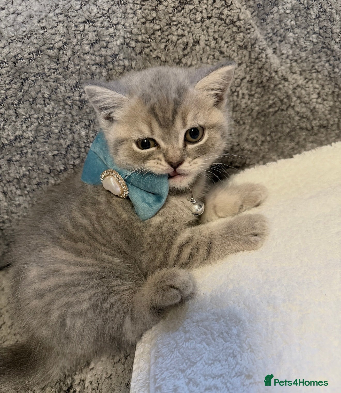 British Shorthair cats Beautiful British Shorthair Kittens  - Advert 2