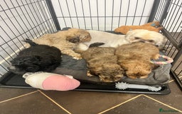 Shihpoo dogs for sale: gorgeous handsome litter  - Image 3
