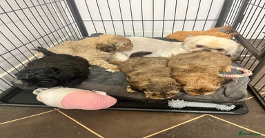 Shihpoo dogs - Advert 5