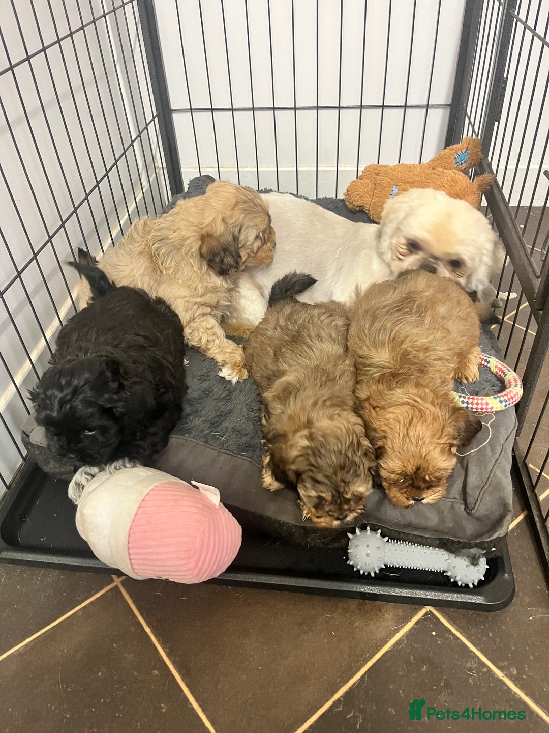 Shihpoo dogs for sale: gorgeous handsome litter  - Image 3