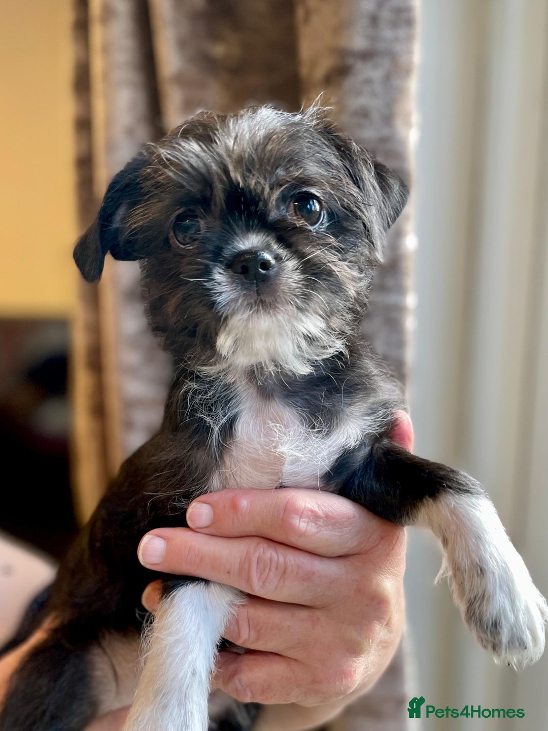 Mixed Breed dogs for sale: Beautiful Chi shi's puppies only 2 Left - Advert 13