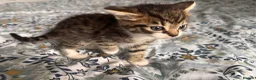 British Shorthair cats for sale: Tabby kittens looking for loving home - Advert 3