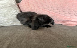 Mini Lop rabbits for sale: Beautiful mini lop rabbits for sale - Image 12