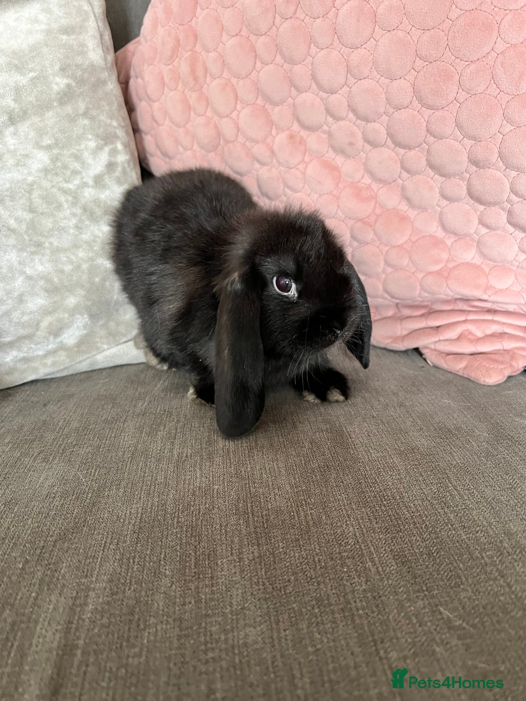 Mini Lop rabbits for sale: Beautiful mini lop rabbits for sale - Image 12
