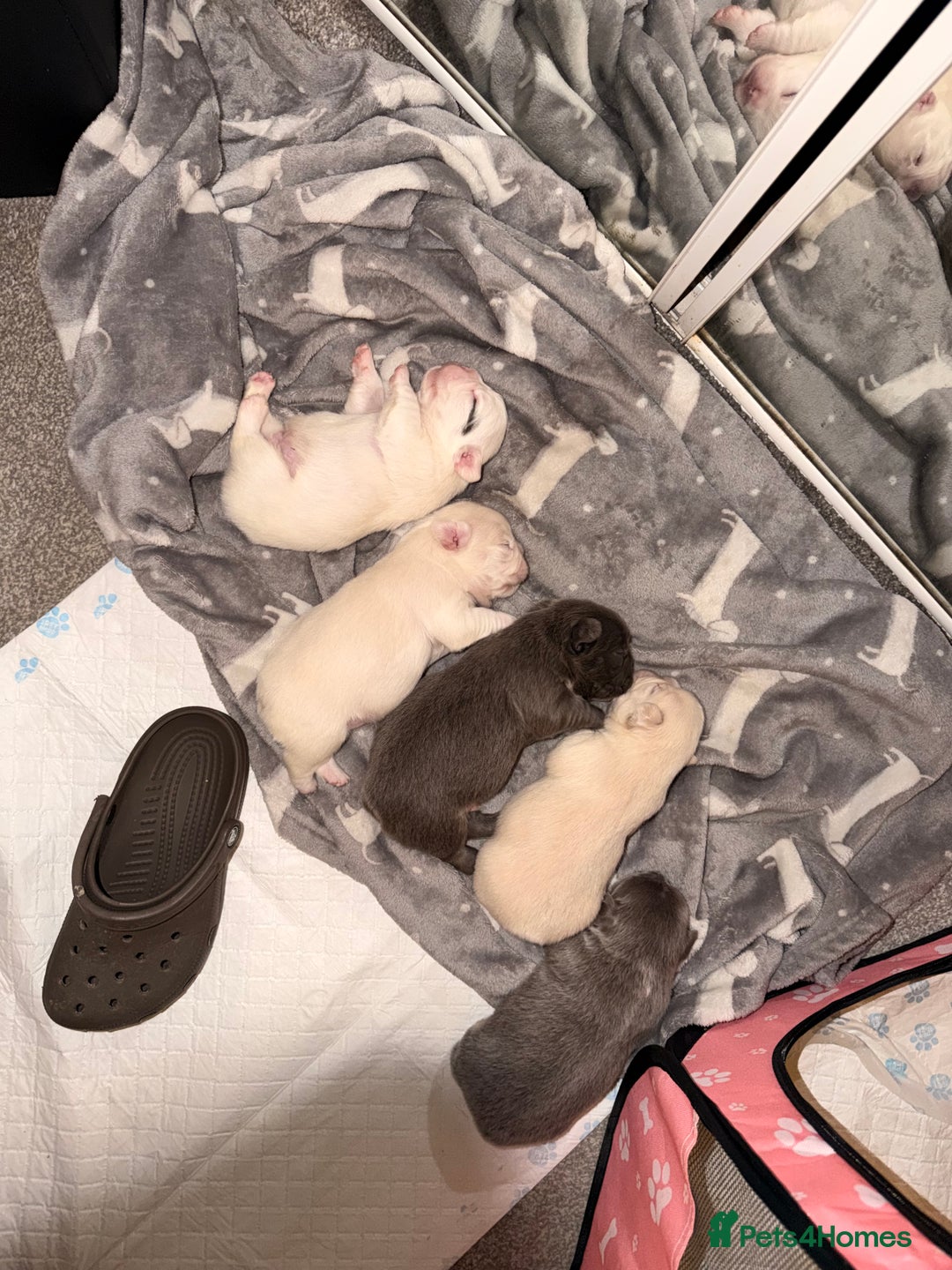 French Bulldog dogs for sale: Full visual outstanding fluffy frenchies - Advert 35