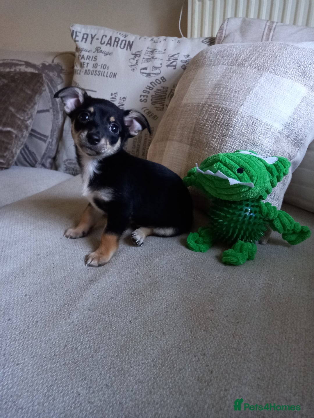 Jack Russell dogs for sale: Beautiful Jack russell puppy ( last one) - Image 6