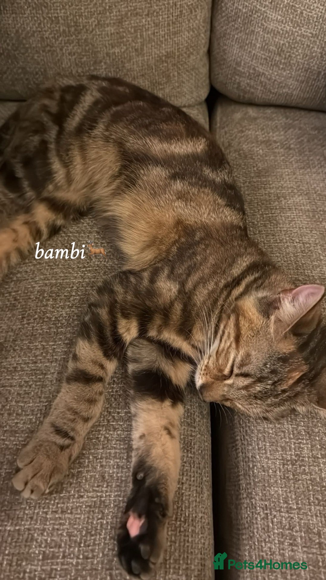 Mixed Breed cats Bambi – Female Kitten Looking for Forever Home - Advert 5