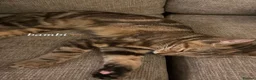 Mixed Breed cats for sale: Bambi – Female Kitten Looking for Forever Home - Advert 1