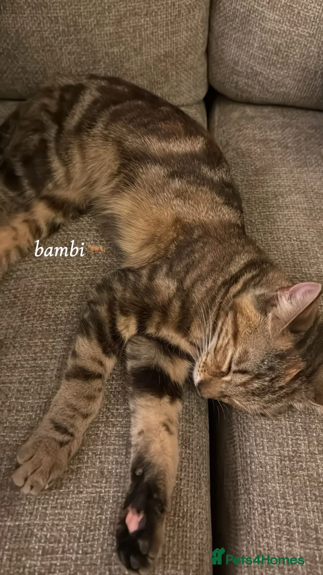Mixed Breed cats for sale: Bambi – Female Kitten Looking for Forever Home - Advert 1