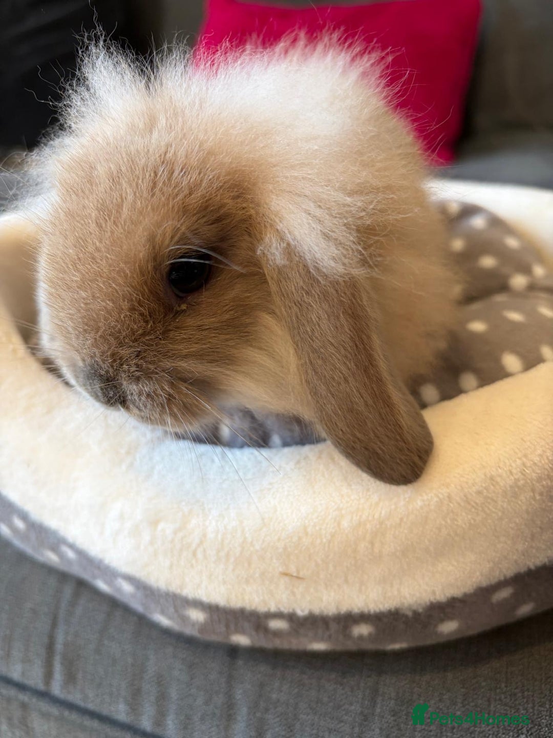 Lionhead rabbits for sale: Beautiful Lionhead/Mixed breed baby rabbits  - Image 4