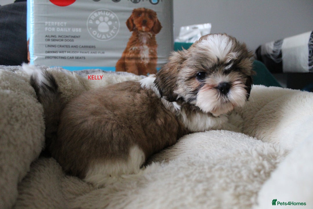 Shih Tzu dogs for sale: SHIH TZU PUPPY BOY LIVER GENE KC REG  - Image 11