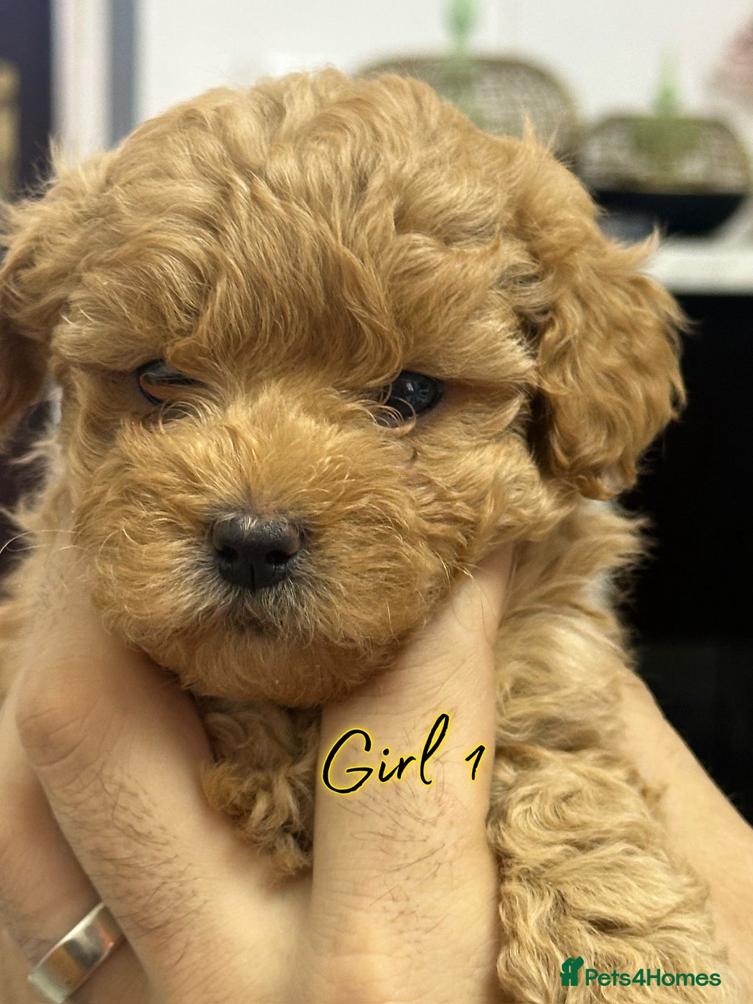 Shihpoo dogs for sale: 🐾 Toy Poodle x Shihpoo Puppies for Sale - Image 24