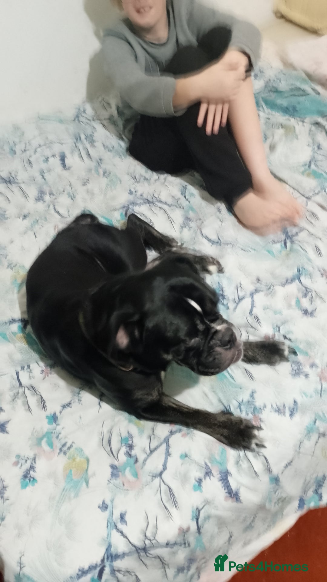 Dorset Olde Tyme Bulldogge dogs for sale: The BEST Companion ull ever have, Diesel £75  ❤️🙏 - Advert 13