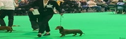 Dachshund dogs for stud: Proven CRUFTS Standard Dachshund AT STUD in Market Harborough - Advert 2