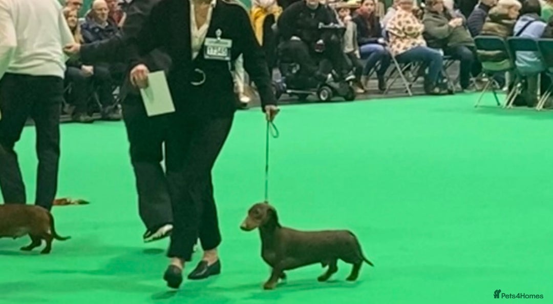 Dachshund dogs for stud: Proven CRUFTS Standard Dachshund AT STUD in Market Harborough - Advert 2