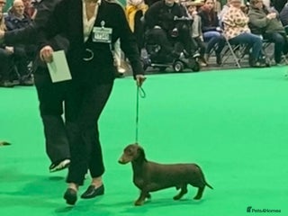 Dachshund dogs KC Reg. CRUFTS Qual. Standard Dachshund AT STUD in Market Harborough - Advert 17