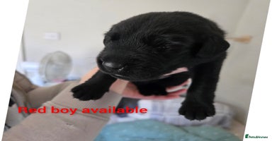 Labrador Retriever dogs - Advert 15