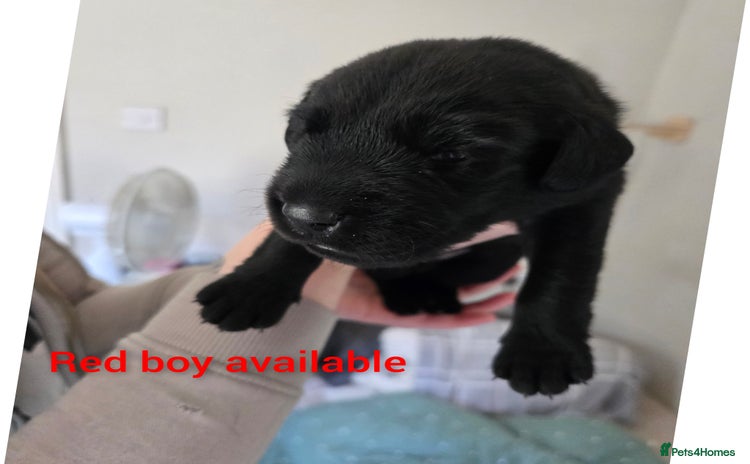 Labrador Retriever dogs - Advert 1