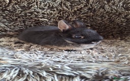 Netherland Dwarf rabbits for sale: Pure Netherland Dwarf Baby Bunnies - Image 2