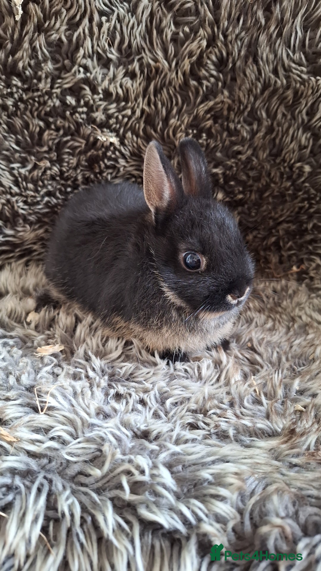 Netherland Dwarf rabbits for sale: Pure Netherland Dwarf Baby Bunnies - Image 2