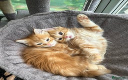Mixed Breed cats for sale: Pair of Gorgeous ginger kittens 🐅🐅 - Image 1