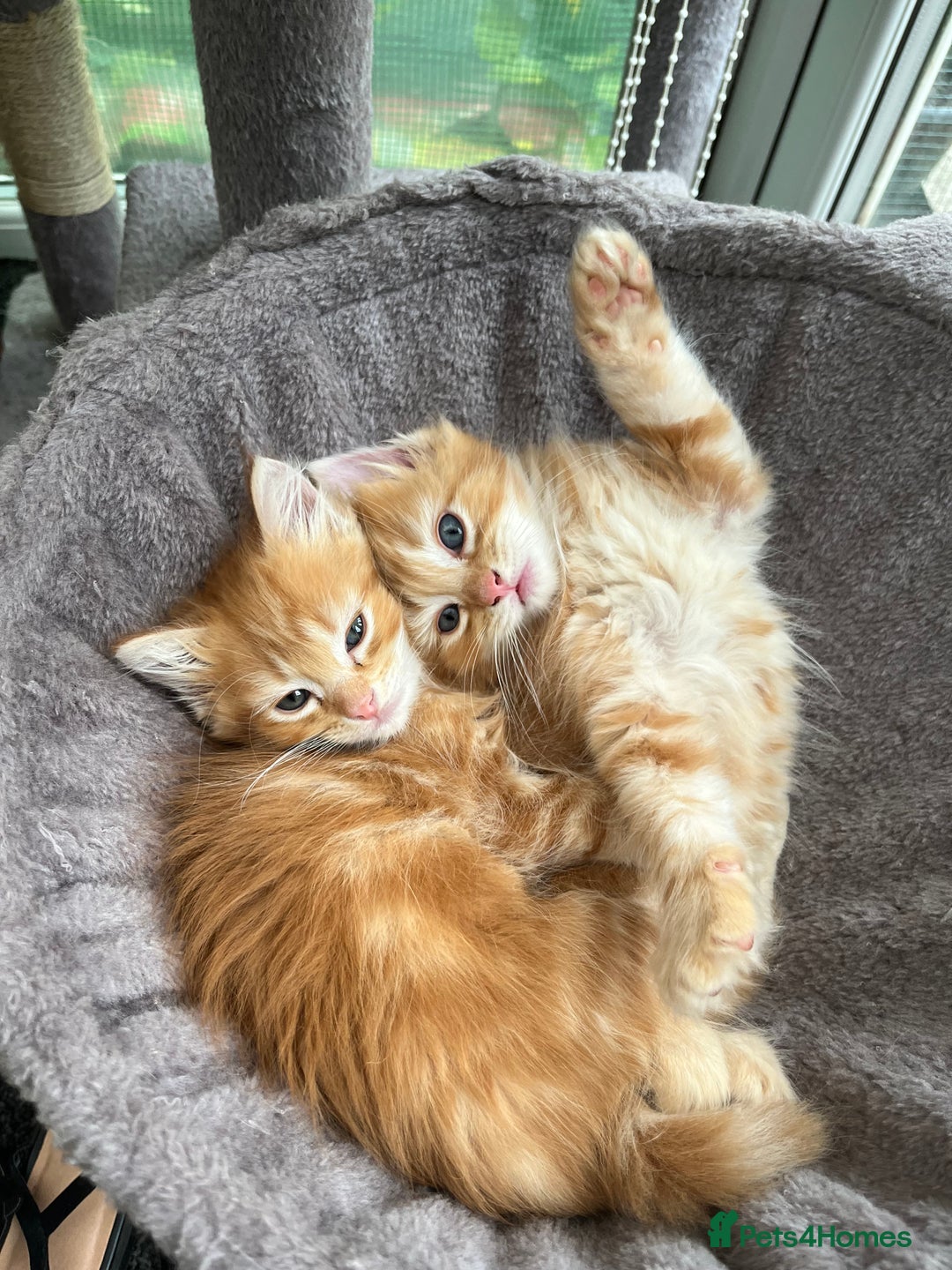 Mixed Breed cats for sale: Pair of Gorgeous ginger kittens 🐅🐅 - Image 1