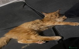 Maine Coon cats for sale: Gato needs a new home  - Image 3