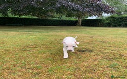 Italian Greyhound dogs for sale: Italian greyhound puppies KC reg European Lineage in Leeds - Image 32