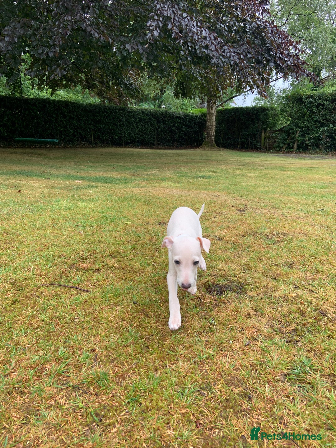 Italian Greyhound dogs for sale: Italian greyhound puppies KC reg European Lineage in Leeds - Image 32