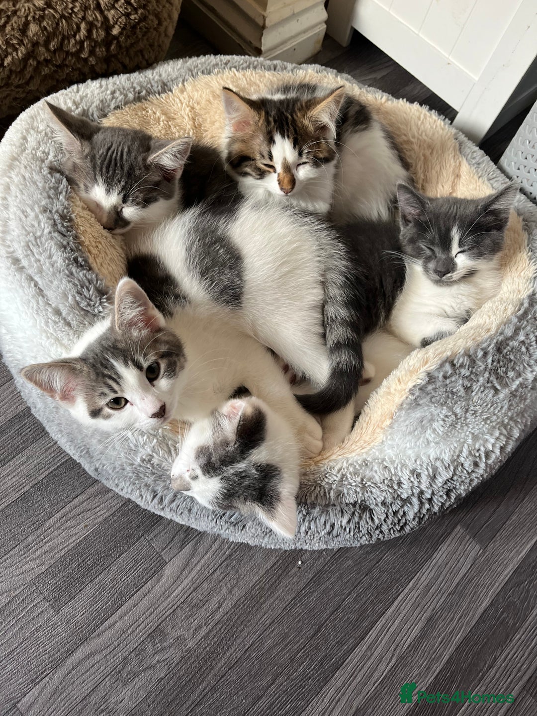 Mixed Breed cats for sale: Cute kittens looking for loving home  - Image 3
