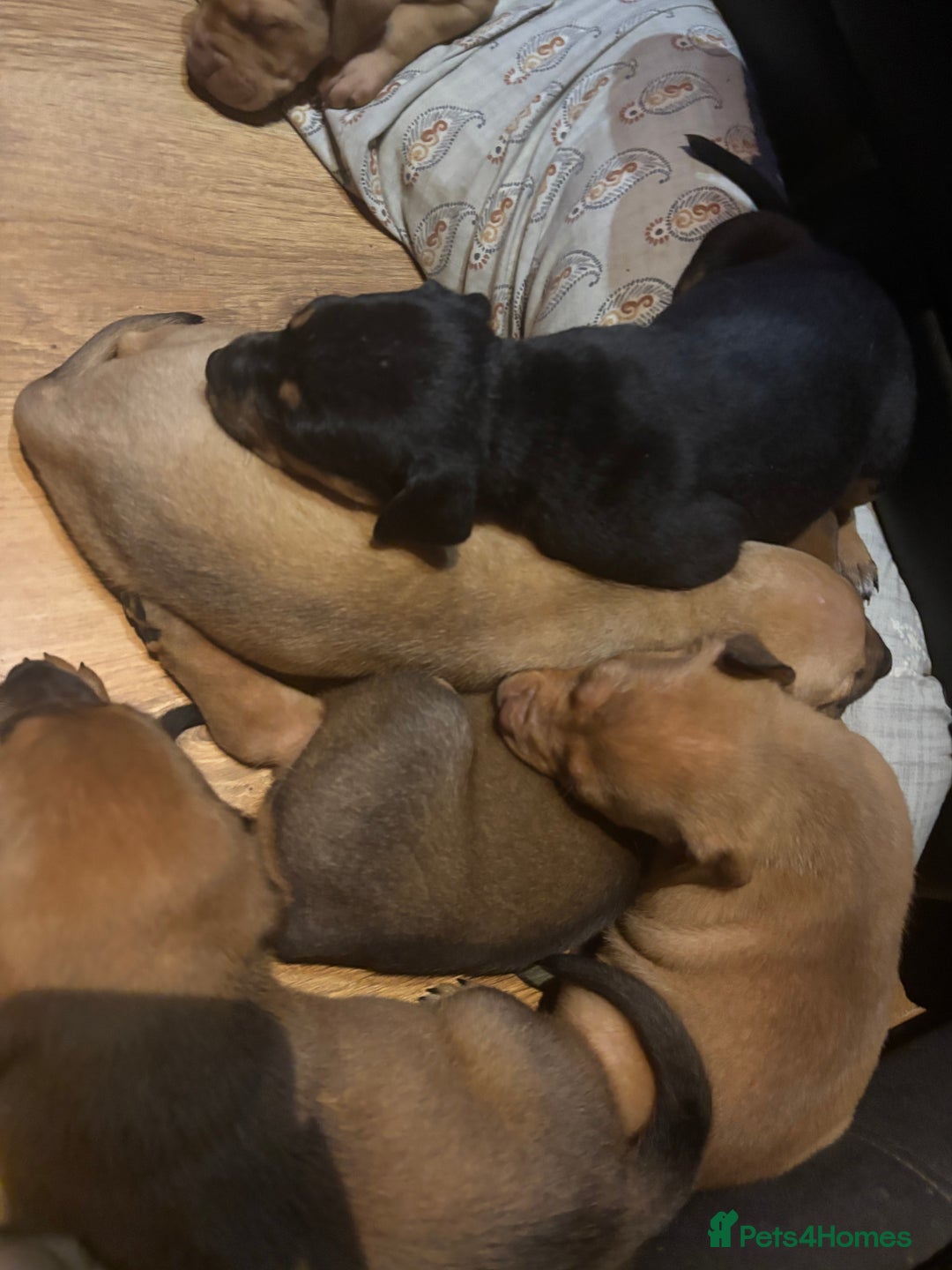 Mixed Breed dogs for sale: mastiffxrottweiler available now last 3 girls left - Advert 13