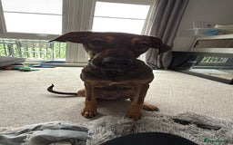 Mexican Hairless dogs for sale: 8 month old xoloitzcuintli - Advert 2