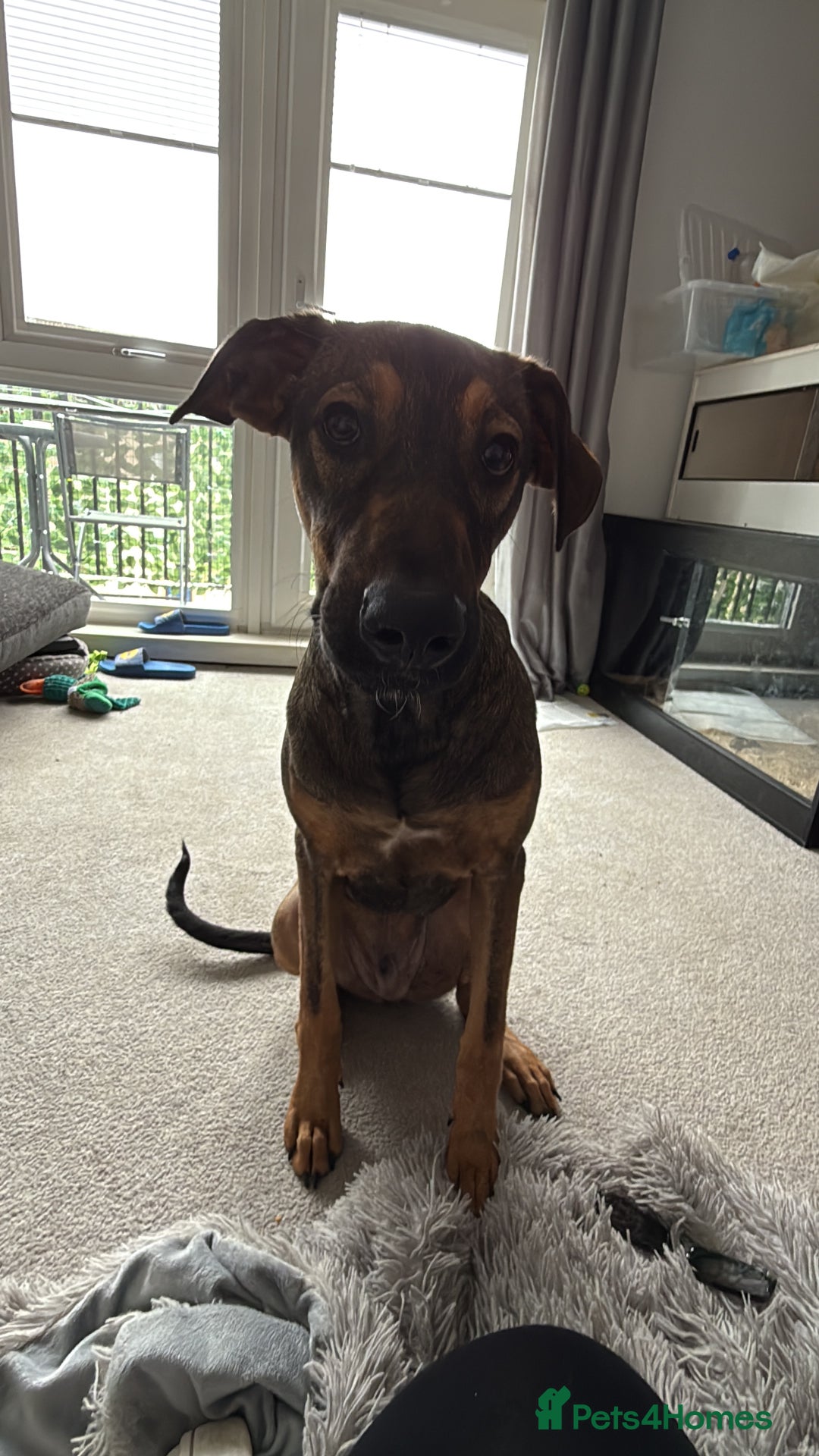 Mexican Hairless dogs for sale: 8 month old xoloitzcuintli - Advert 2