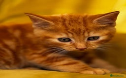 Mixed Breed cats for sale: Sweets in their pure form and without calories. - Image 2