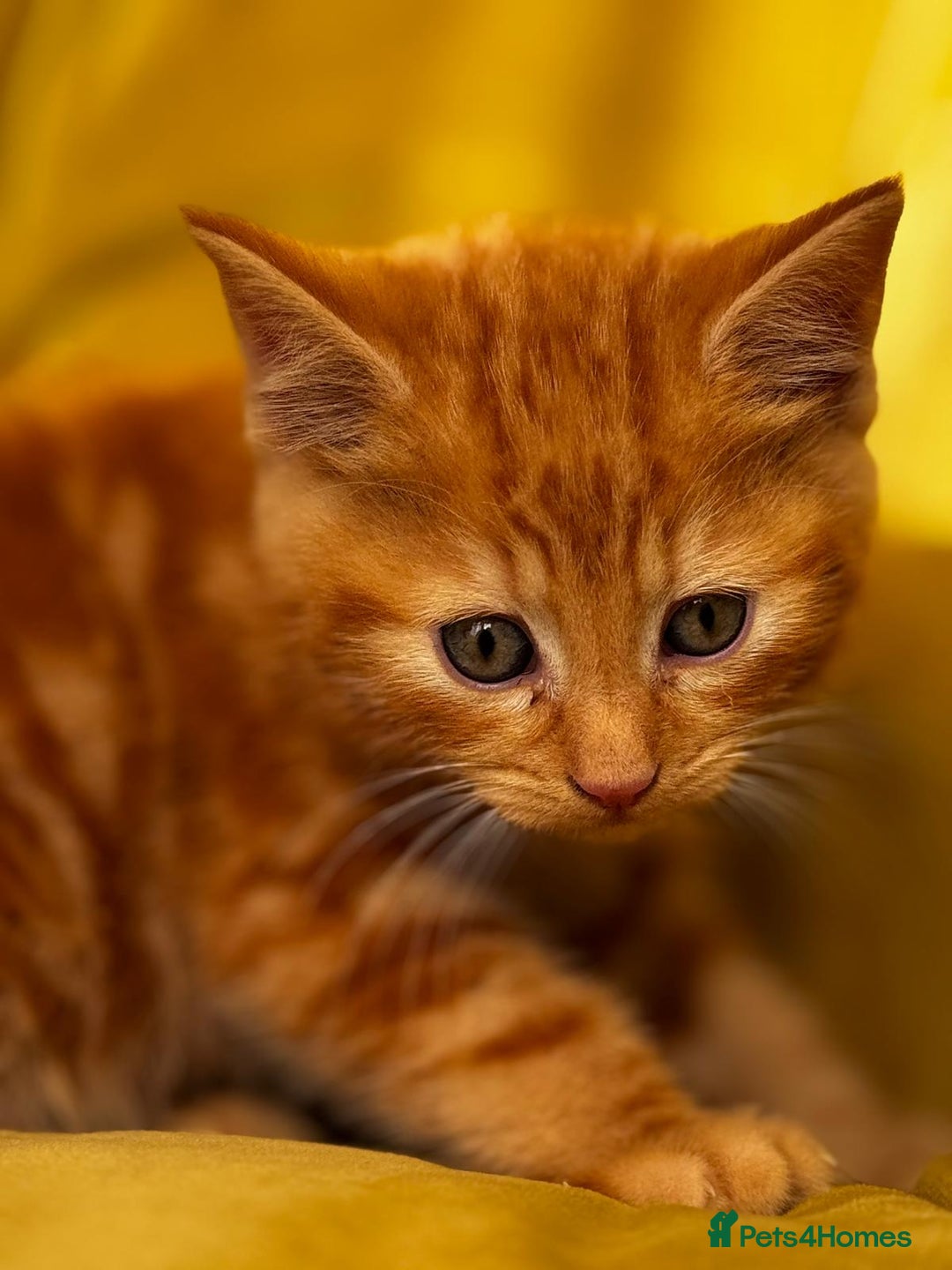 Mixed Breed cats for sale: Sweets in their pure form and without calories. - Image 2