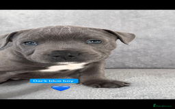 Staffordshire Bull Terrier dogs for sale: Blue Staffordshire bull terrier  - Image 3