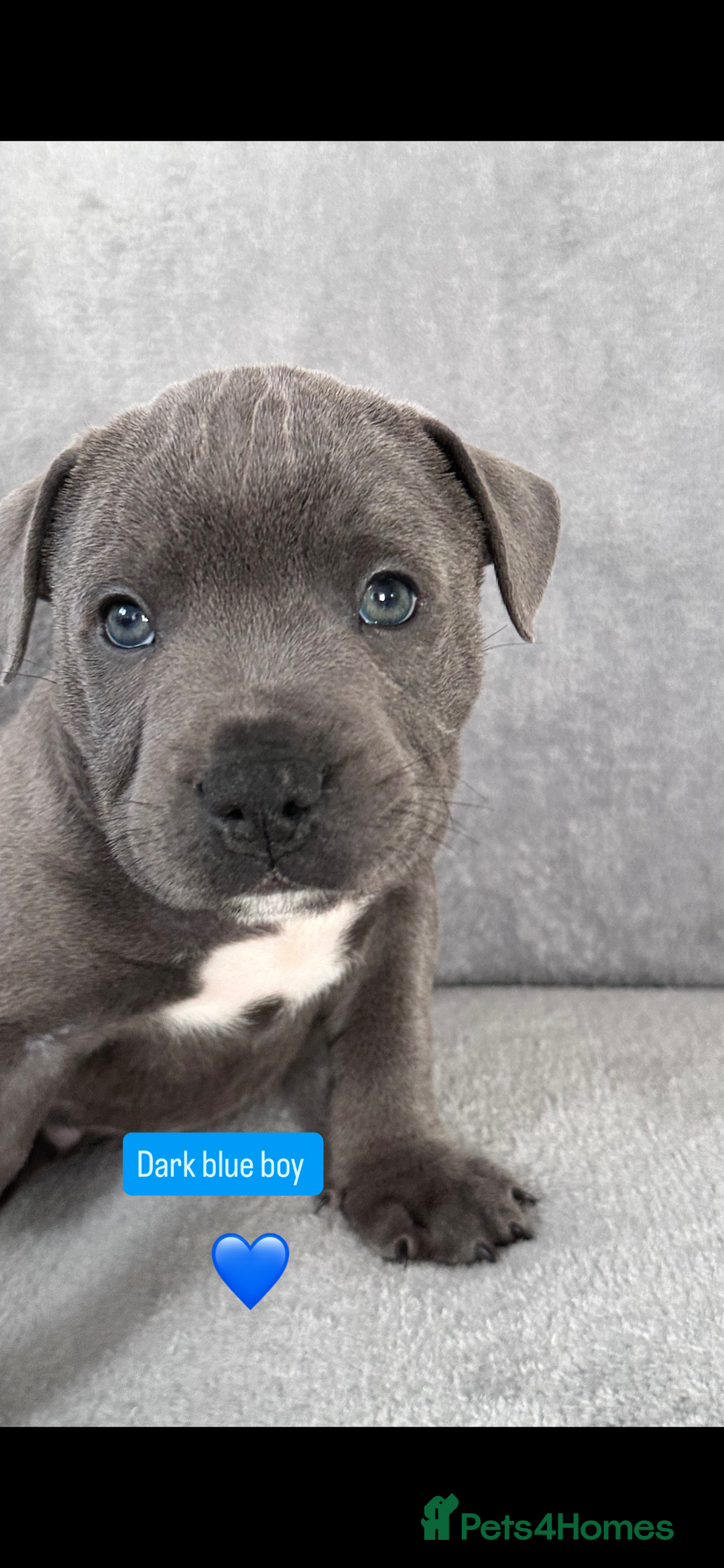 Staffordshire Bull Terrier dogs for sale: Blue Staffordshire bull terrier  - Image 3