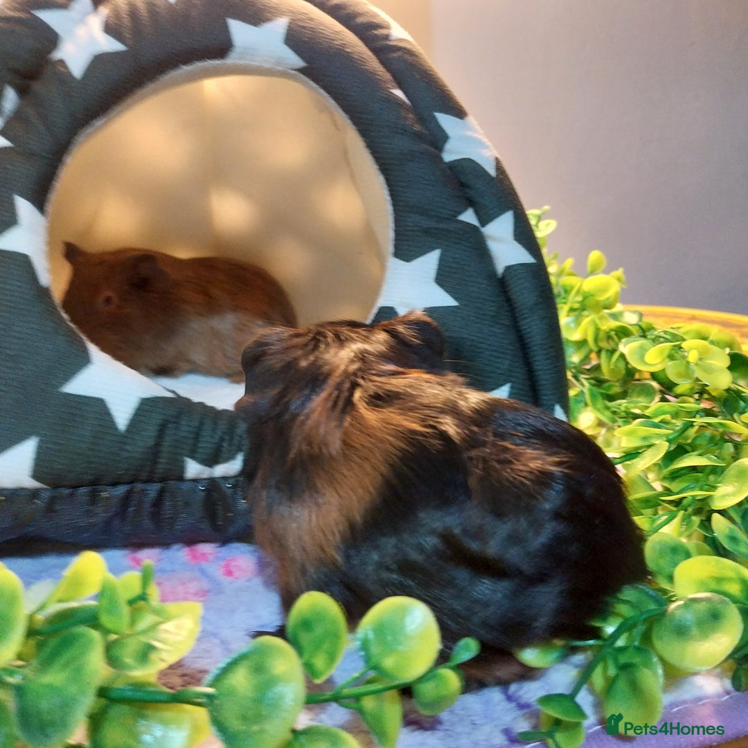 Guinea Pig rodents for sale: (RESERVED) Baby Guinea Pigs - Image 2