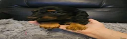 Miniature Dachshund dogs for sale: 4 beautiful longhaired babies - Advert 8