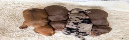 Miniature Dachshund dogs for sale: KC PRA Clear Champion Line Dapple Mini Dachshunds  - Advert 15