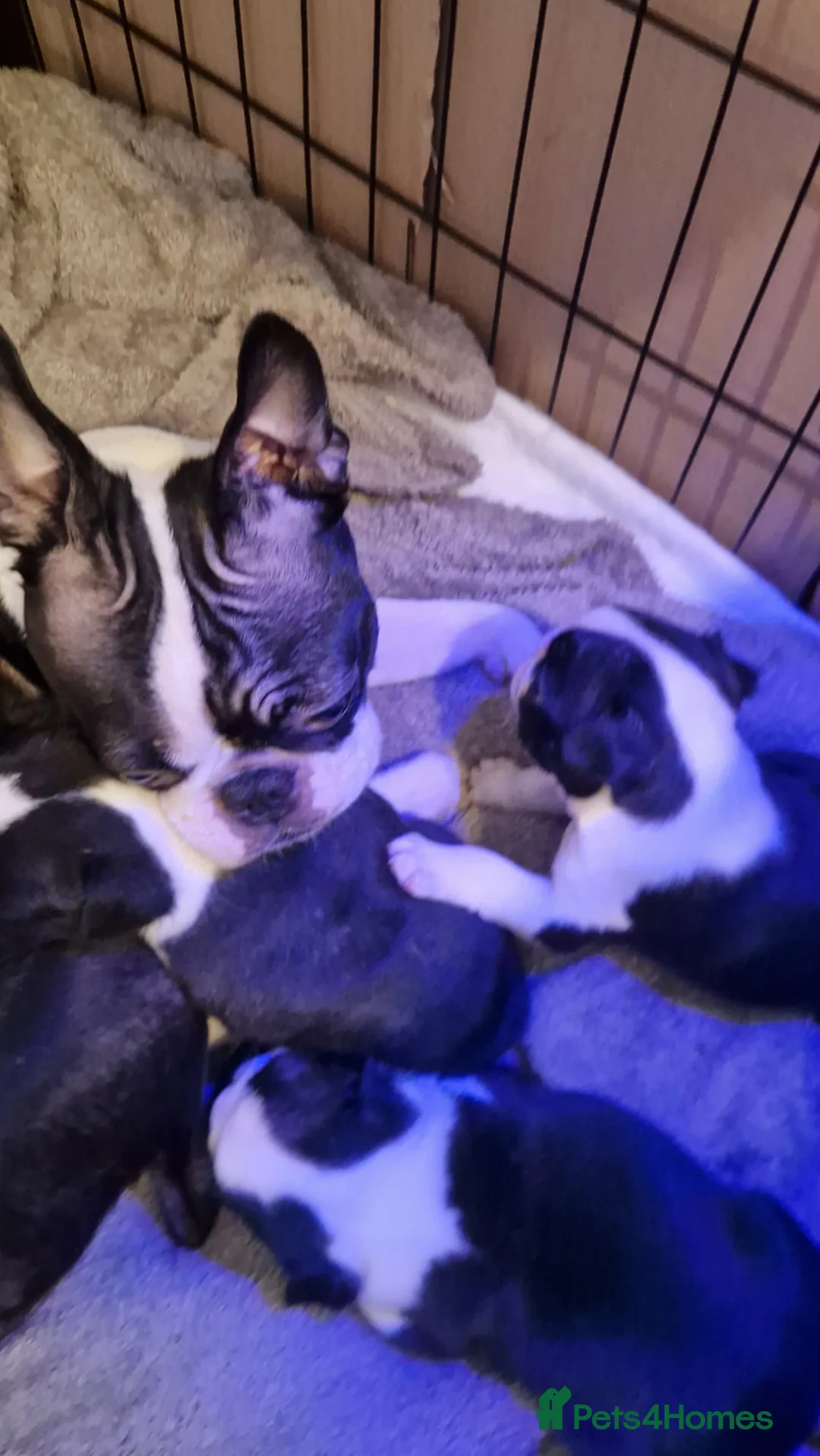 Boston Terrier dogs for sale: Boston Terrier puppy for sale.  - Advert 5