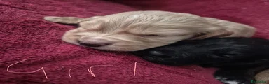 Cocker Spaniel 3