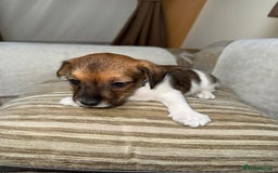 Jack Russell dogs for sale: Traditional jack russel pups tri coloured  - Image 9